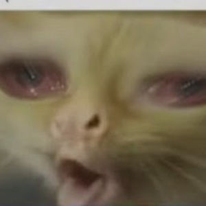 Meet your Posher, Cherry